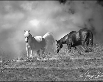 Horse Photography, Horses Art Print, Equestrian Photography, Horse Art prints, Animal Photograph Prints.