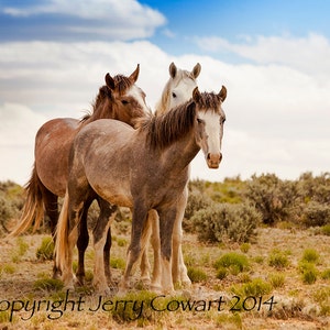 Mustang Stallions Grazing Photography, Horse Art, Equine Photography, Horses Fine Art Print, Ranch Home Decor Photography, Free Shipping