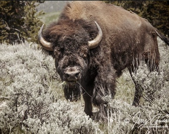 American Bison Photography, Buffalo Fine Art Print, Grand Teton Park Buffalo Art, Buffalo Nature Photography Print, Wyoming Animal Buffalo