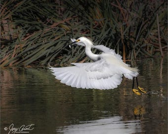 Egret Bird Photography, Bird Photo, Flying Egret Photo Art, Egret Bird Wall Decor, Egret Nature Photo, Fine Art Bird Photography Print