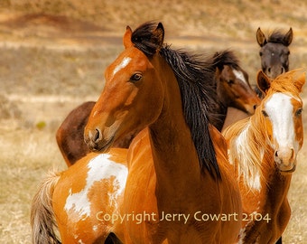 Wild Horses Mustang Stallion Mare With Herd On Navajo Indian Reservation in New Mexico Fine Art Animal Print