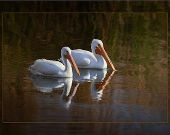 Pelican Photography, Pelican Bird Photography, American White Pelicans Swimming, White Pelican Bird Nature Fine Art Print, Pelican Lake Art