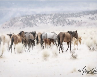 Horses Fine Art Print, Wild Horses Photography, Wild Horse Art, Mustang Horses Photography, Wild Horses Art, Equestrian Photography