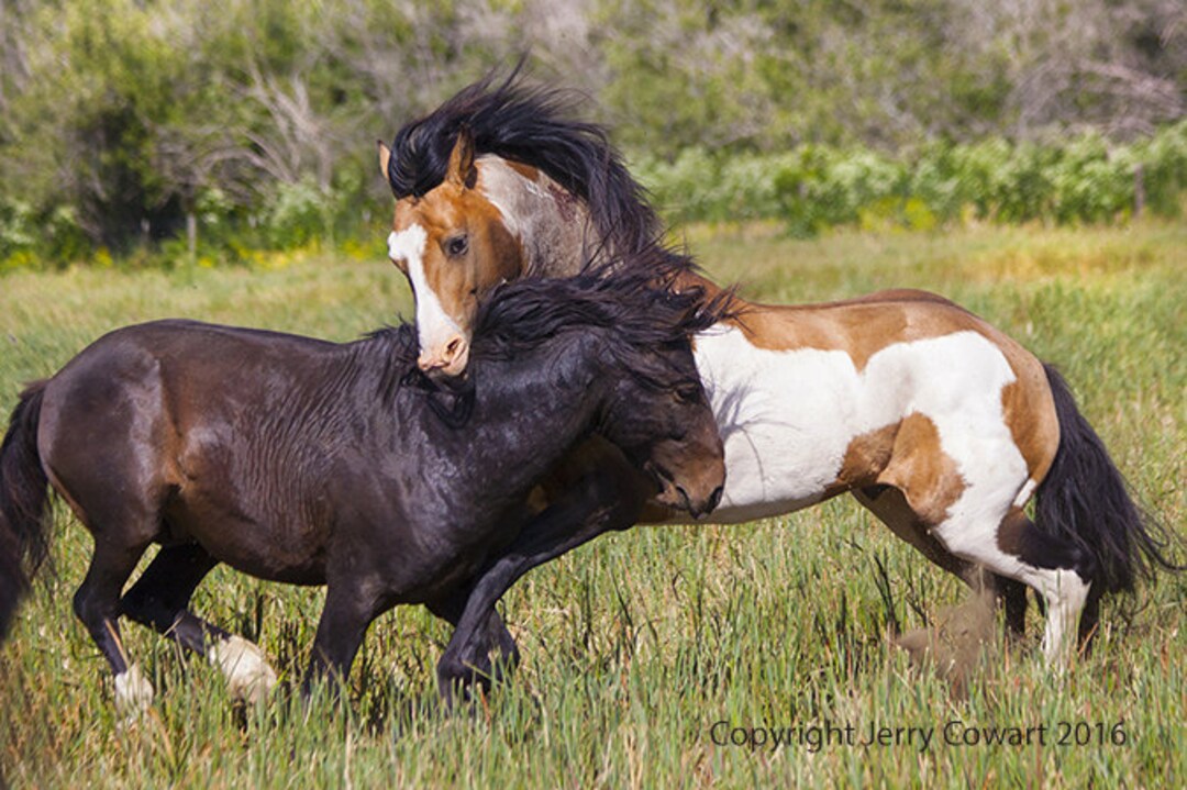 Stallion Horse Photography, Aquitanian Wall Art, Horse Fine Art