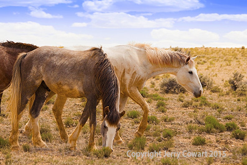 Wild Horses on the New Mexico Range Grazing Fine Art Etsy