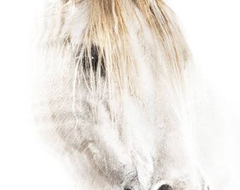Horse Photography, Horse Art Print, Equestrian Photography, Horse Head Art, Animal Photograph Prints.