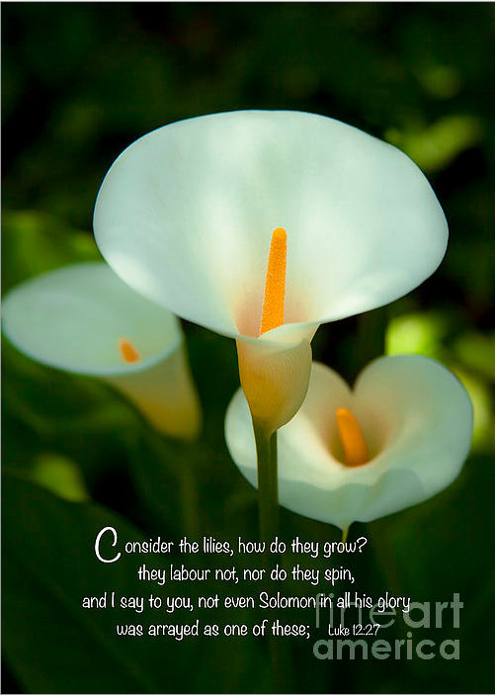 Bible Verse Lilies How They Grow Photography Prints and Etsy