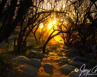 Wild Horses Photography Prints, Sunset Salt River Arizona Wild Horses Photography Prints, Horses Crossing The River Water