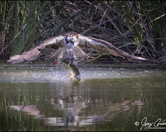 Osprey Bird Photography Prints, Hawk Bird Art Prints, Osprey Fish Photography Nature Photography, Osprey In Flight Art Photography