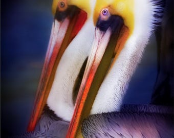 Pelican Photography, Pelicans Bird Photography, Pelicans Swimming, Bird Pelican Fine Art prints, Bird Art Prints