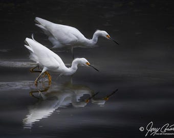 Birds Egret Photography, Bird Photo, Egret Photo Art, Egret Bird Wall Decor, Egret Nature Photo, Fine Art Bird Photography Print