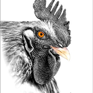 Rooster Photography, Rooster Fine Art, Chicken Photography, Rooster Photography, Rooster Fine Art, Farm Animal Photography, Black White Art