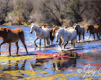 Wild Horses Photography Prints, Salt River Arizona Wild Horses Photography Prints, Horses Dust Water Art, Equestrian Photography