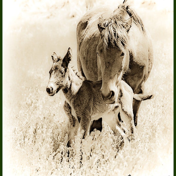 Wild Horses Photography, Mare Colt Horse Photography, Horses Foals Mare Photography, Wild Horses Art, Equestrian Art Prints