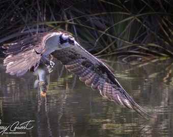 Ospre Bird Photography Prints, Hawk Bird Art Prints, Ospre Fish Photography Nature Photography, Ospre In Flight Art Photography