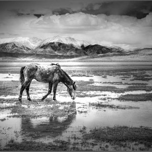 Wild Horses Fine art Photography Prints, Horse In Meadow Art Prints, Wild Horses Art, Equestrian Art Print