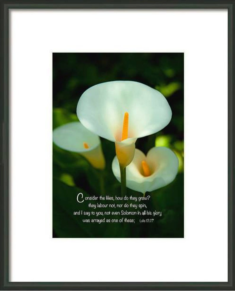 Bible Verse Lilies How They Grow Photography Prints and Etsy