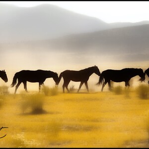Wild Horse Photography, Herd Wild Horse Photography, Salt River Wild Horses, Equestrian Wall Art, Horse Fine Art Print, Ranch Western Horse