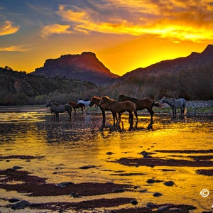 Wild Horses Photography Prints, Sunset Salt River Arizona Wild Horses Photography Prints, Horses Drinking Water, Equestrian Photography