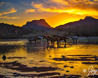 Wild Horses Photography Prints, Sunset Salt River Arizona Wild Horses Photography Prints, Horses Drinking Water, Equestrian Photography