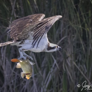 May include: A brown and white osprey bird in flight with a fish in its talons. The bird is flying over a field of tall green reeds.