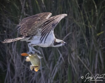 Hawk Ospre Bird Photography Prints, Hawk Bird Art Prints, Ospre Fish Photography Nature Photography, Ospre In Flight Art Photography
