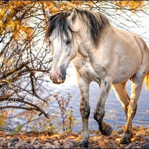 Horse Photography, Wild Mustang Photography, Salt River Arizona Wild Horse Photography, Equestrian Fine Art Photography