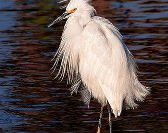 Egret Photography, Bird Photo, Snowy Egret Photo Art, Egret Bird Wall Decor, Egret Nature Photo, Fine Art Bird Photography Print