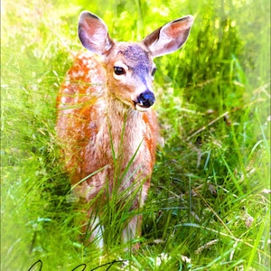 Fawn Deer Photography, Baby Deer Photography, Animal Fawn Art, Deer Fine Art, Nature Photography, Nursery Room Art