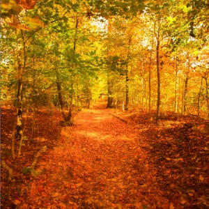 Autumn Leaves Fine Art Photography, Autumn Trees Photography Print, Autumn Trees Path Art Photography Prints