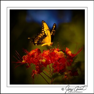 Butterfly Photography, Butterfly Art, Butterfly Fine Art Prints, Yellow Orange Butterfly, Garden Butterfly Prints.