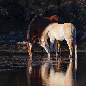 Horse Photography, Wild Horse Photography Print, Horse Colt Mare Photography, Salt River Arizona Wild Horses Art Print