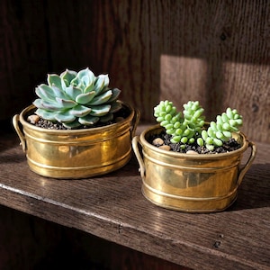 May include: Two small, round, polished brass planters with side handles. The left planter holds a light green, rosette-shaped succulent. The right planter contains a light green, finger-like succulent. Both are filled with dark potting soil.