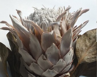 Proteggere scolymocephala SEMI-CARDO proteggere
