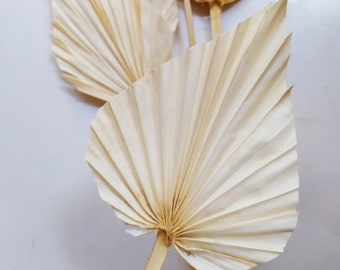 5 x Dried BLEACHED Palm Spears - Exotic Decoration - Fall Decoration - Wreaths - Weddings