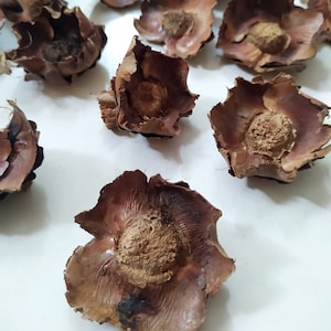 200g Dried Palm Caps - Natural Floral And Craft - Decoration