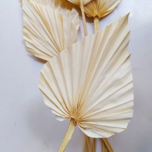 5 x Dried BLEACHED Palm Spears - Exotic Decoration - Fall Decoration - Wreaths - Weddings