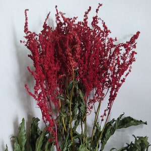 Dried Red Astilbe Coloured Bunch - Wedding Decoration - Rustic Bouquets - Wreaths - Floral Arrangement - 10 stems