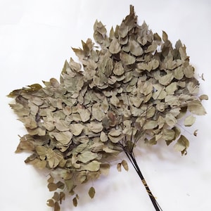 Dried Avencão Fern Natural Color - Wedding Decoration - Rustic Bouquets - Wreaths