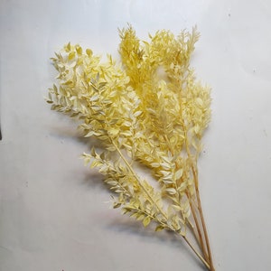 Preserved Yellow Italian Ruscus Bunch: Rustic Wedding Decor