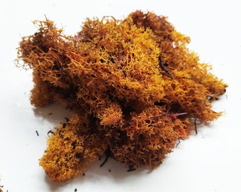 PRESERVED Reindeer Moss Orange - 50g