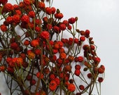 Dried Rose Hip Natural Color - Bunch - Wedding Decoration - Rustic Bouquets - Wreaths - Fall Decor
