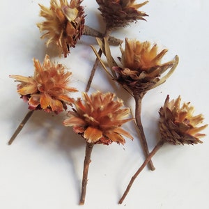25 x Dried Leucadendron Plumosum Short Stem Cones Natural Color - Wedding Flowers - Bridal Bouquets - Floral Arrangement