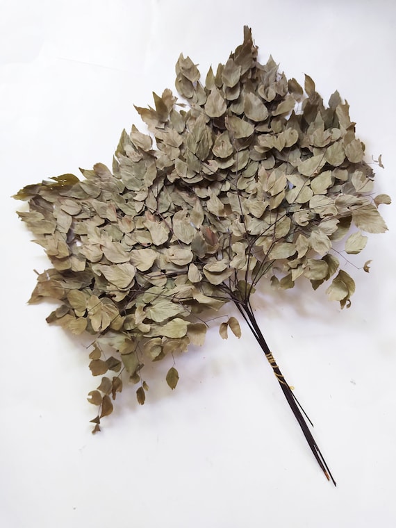wachstum fargesia 6x Fargesia Rufa - 25cm