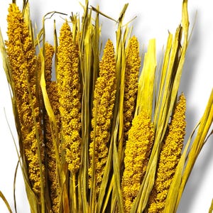 Dried Yellow Setaria Bunch - Wedding Decoration - Rustic Bouquets - Wreaths