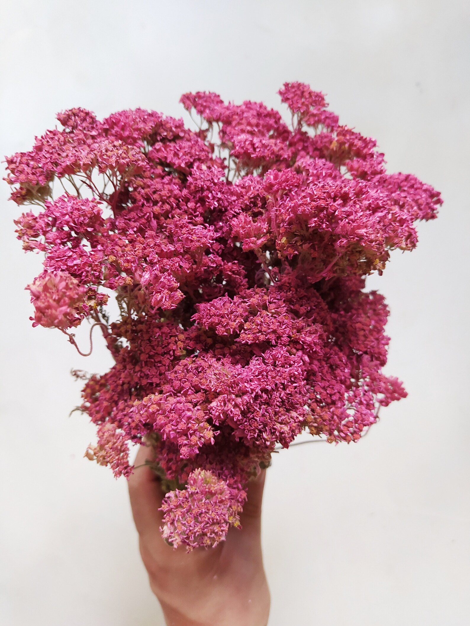 Dried Hot Pink Yarrow Bunch Color Enhanced Rustic Etsy