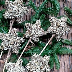 Lichen Star Christmas Decoration: Cottage Chic Decor - 6 Pcs