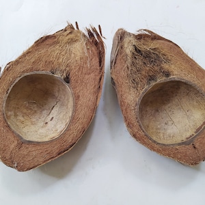 Puede incluir: Dos mitades de cáscara de coco, con la cáscara marrón todavía adherida. El interior de la cáscara es liso y blanco.
