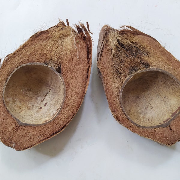 2 x Dried Coconut in Half - Pot Plants - Florist Supplies - Assorted Pieces - Floral Material - Shell Half Husk s For Art