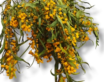 Dried Acacia Dealbata Natural Yellow -  Bunch - Wedding Decoration - Rustic Bouquets - Wreaths